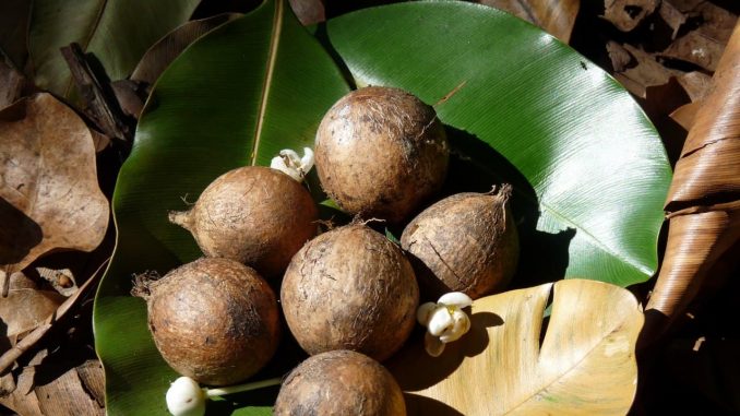 tamanu